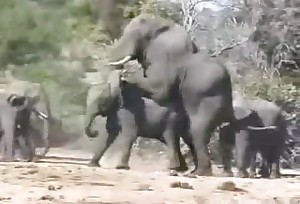 These natural elephants decide to fuck out for fun