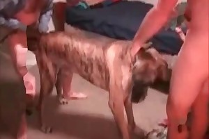 human having sex with animals xvideos