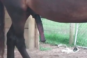 animal sex nl videos