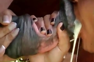 animal flash porn videos