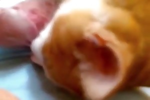 animal beastiality fuck videos