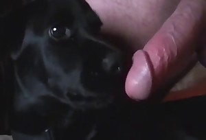 Black doggy licks his hard and long cock