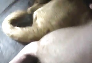 Sweet retriever is enjoying dirty bestiality sex