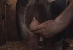 Horse has all sorts of sexual pleasures in this video