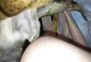 Good ol' dog fucking action with crazy close-ups