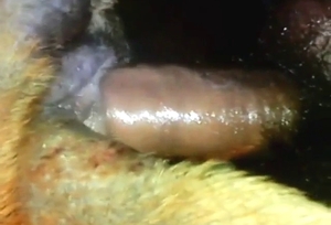 Pitbull's ass is going to get fucked with passion