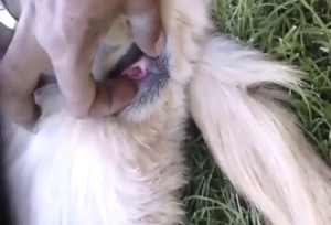 Zoo porn showing a dog getting fingered in POV