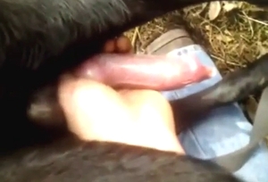 Zoo sex in a condom with a sexed-up black dog