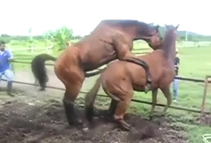 Zoophile horse fucking with deep, deep screwing