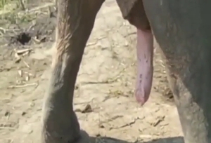 Zoo XXX shows a sexy elephant shitting on cam