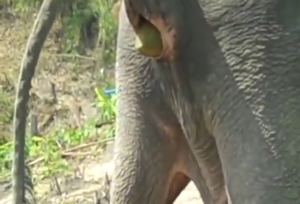 Zoo XXX shows a sexy elephant shitting on cam