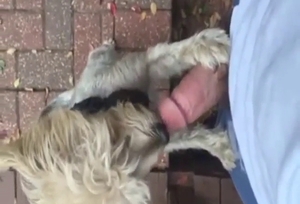 Zoo XXX with a beast that gets to lick nice dick