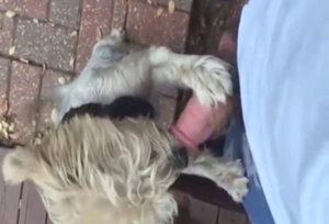 Zoo XXX with a beast that gets to lick nice dick