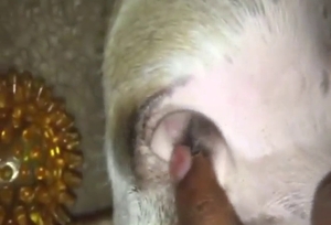 Bestiality sex with a beast taking it in the heat