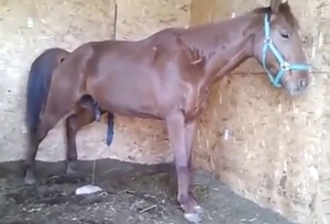 Zoo XXX with sexy horse pissing all over the place