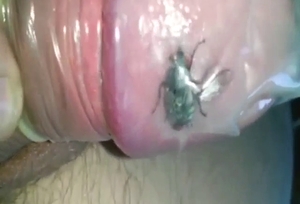 Bestiality porn showing a fly in his sexy condom