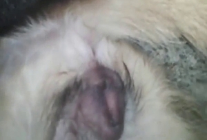 Sex scene with a dog that gets screwed SO deep