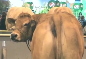 Cow showing off its pussy for a sensual tease