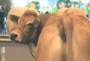 Cow showing off its pussy for a sensual tease