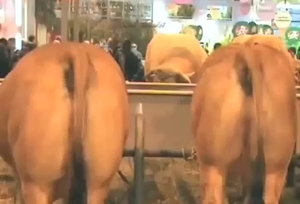 Cow showing off its pussy for a sensual tease