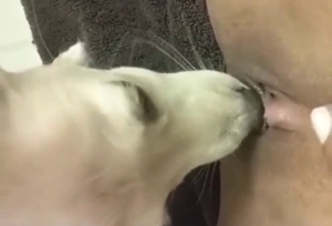 Sexy animal practicing its oral skills on camera