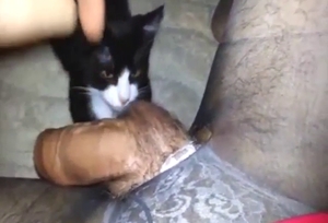 Kitty is going to worship that penis in a POV vid