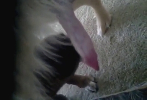 Gay dog fucking with plenty of orgasmic lust