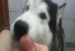 Husky with a pretty face licking a nice dick here